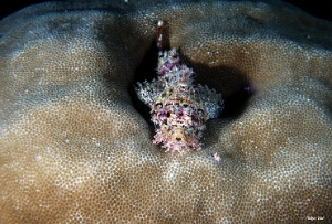 Maldives 2021 - Tasseled scorpionfish - Poisson scorpion a houpe - Scorpaenopsis oxycephala - DSC00803_rc